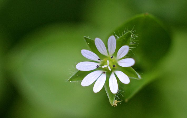 home remedies for summer