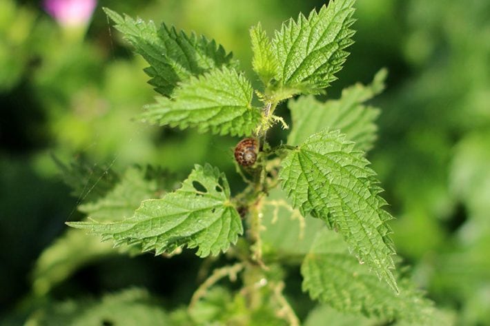 How To Figure Out the Best Herbal Remedies