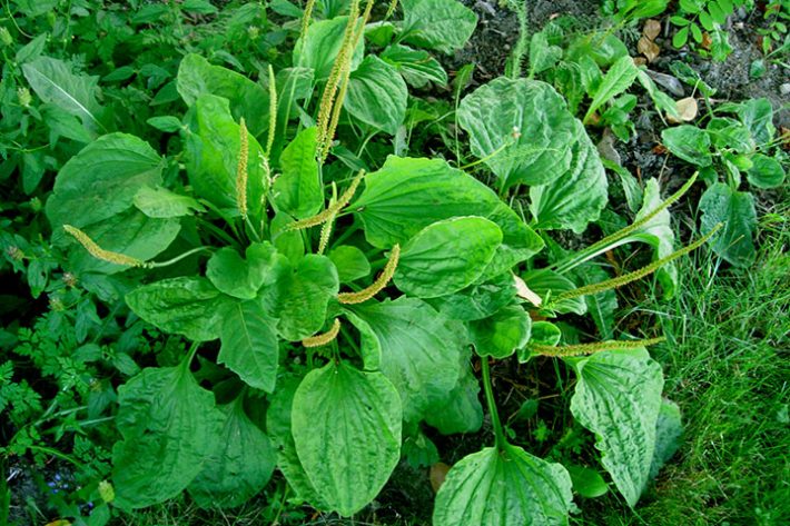 home remedies for summer