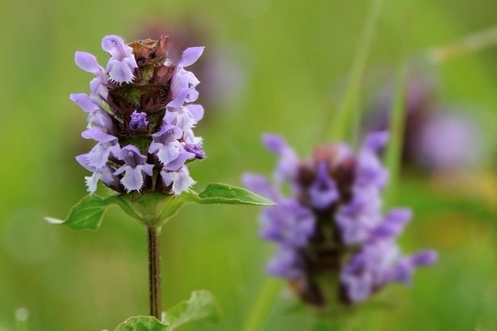 home remedies for summer