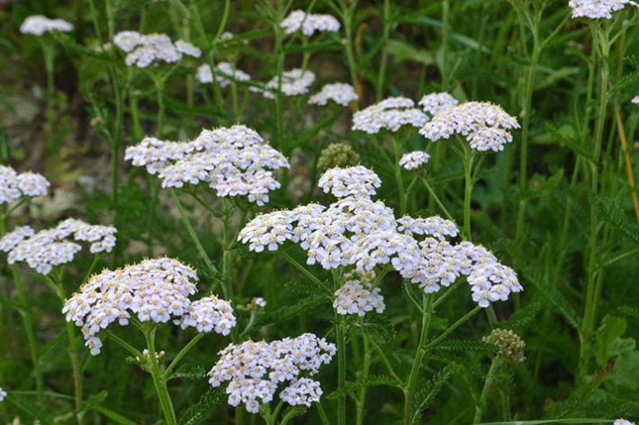 home remedies for summer